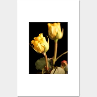 Yellow Roses closeup Posters and Art